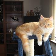 Maine Coon Alberte