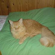 Maine Coon Troy Bayliss