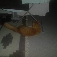 Maine Coon Troy Bayliss