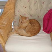 Maine Coon Troy Bayliss