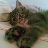 Maine Coon Basse
