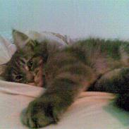 Maine Coon Basse