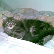 Maine Coon Basse