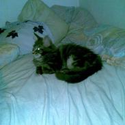 Maine Coon Basse