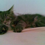 Maine Coon Basse
