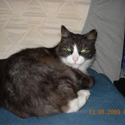 Blanding af racer Sofus