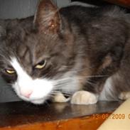 Blanding af racer Sofus