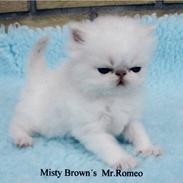 Perser Misty Brown's Mr. Romeo