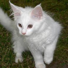 Maine Coon Jackson Five