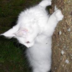 Maine Coon Jackson Five