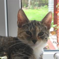 Blanding af racer Piv (bortgivet)