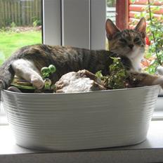 Blanding af racer Piv (bortgivet)