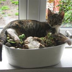 Blanding af racer Piv (bortgivet)