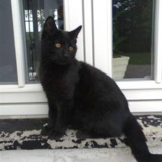 Blanding af racer Sofus