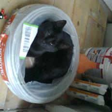 Blanding af racer Sofus