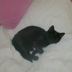 Blanding af racer Sofus