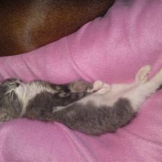 Blanding af racer snuggi