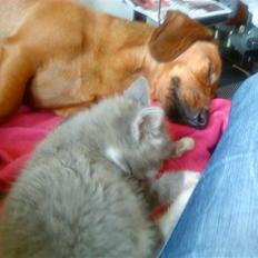 Blanding af racer snuggi