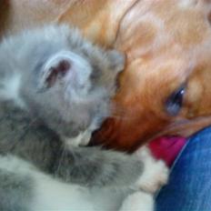 Blanding af racer snuggi