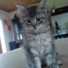 Maine Coon Sleipner/Koda