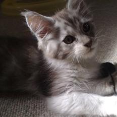 Maine Coon Nala