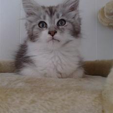 Maine Coon Nala