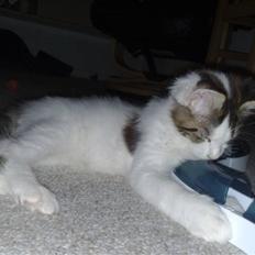 Maine Coon Timon