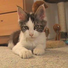 Maine Coon Timon