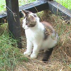 Maine Coon Timon