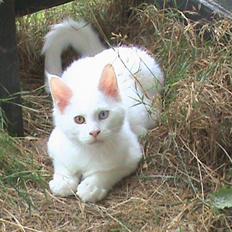 Maine Coon Pumba