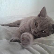 British Shorthair Wilfrida