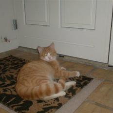 Blanding af racer Anton