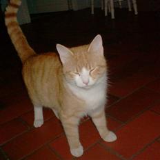 Blanding af racer Anton