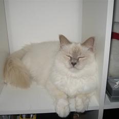 Hellig Birma Chiangmau Romeo  R.I.P