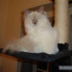 Hellig Birma Chiangmau Romeo  R.I.P