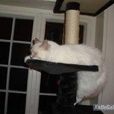 Hellig Birma Chiangmau Romeo  R.I.P