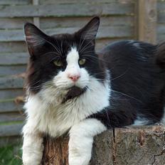 Maine Coon Woody