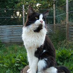 Maine Coon Woody