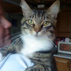 Maine Coon Gizmo..(Trines)