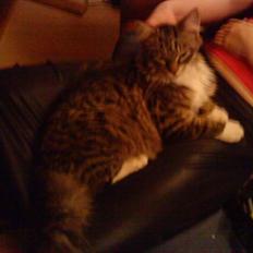 Maine Coon Gizmo..(Trines)