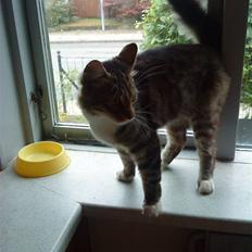 Maine Coon Gizmo..(Trines)