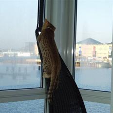Ocicat Oci