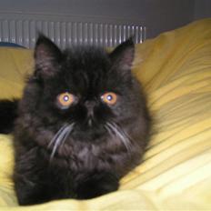 Perser Playboy ( Prut )