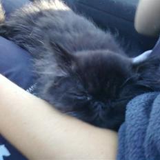 Perser Playboy ( Prut )