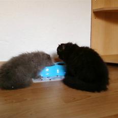 Perser Playboy ( Prut )