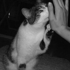 Blanding af racer | S01 Vildmanden