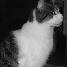 Blanding af racer | S01 Vildmanden