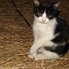 Blanding af racer Katja