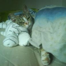 Blanding af racer Little *Min Elsked Mis*