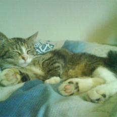 Blanding af racer Little *Min Elsked Mis*